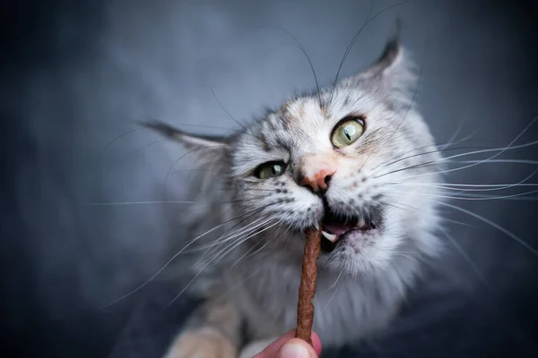 feeding maine coon cat with treat stick