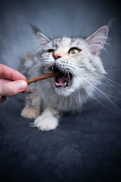 Alimentação maine coon gato com vara tratar — Fotografia de Stock