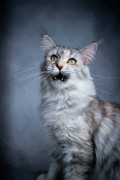 Engraçado maine coon gato com boca aberta — Fotografia de Stock