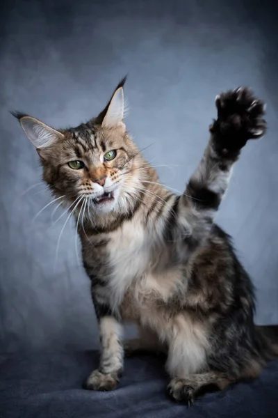 Jouer maine coon chat élevant la patte — Photo