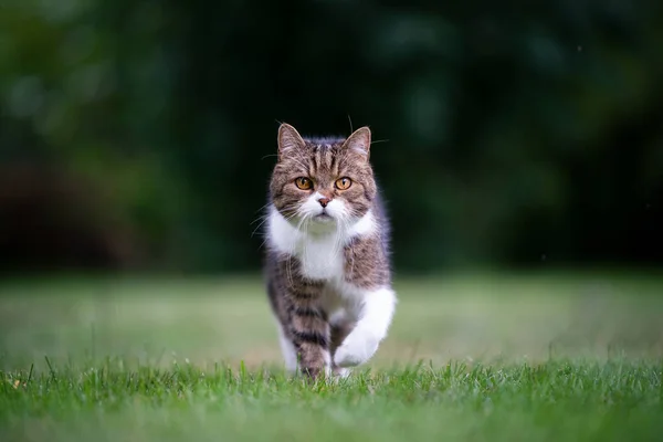 Katze läuft auf Rasen auf Kamera zu — Stockfoto