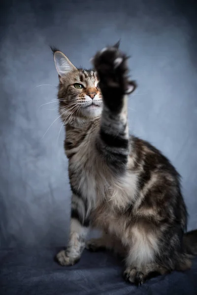 Играя в мейн кун кот поднимает лапу — стоковое фото