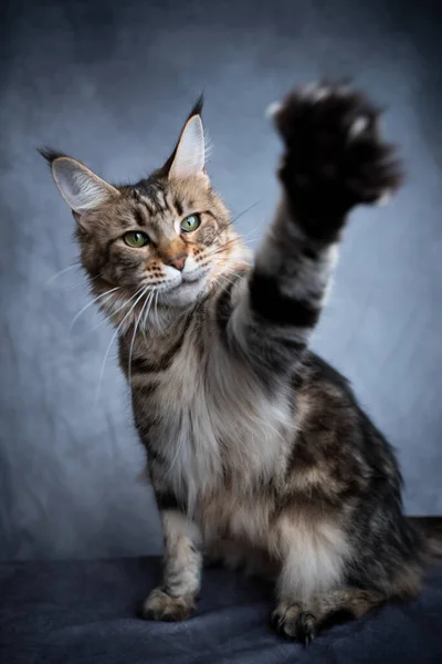Играя в мейн кун кот поднимает лапу — стоковое фото