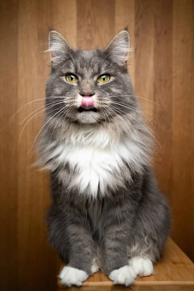 Nieuwsgierige kat op houten achtergrond — Stockfoto