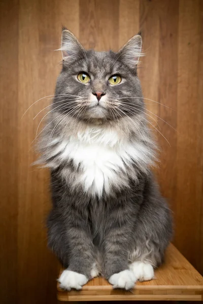 Gato curioso no fundo de madeira — Fotografia de Stock