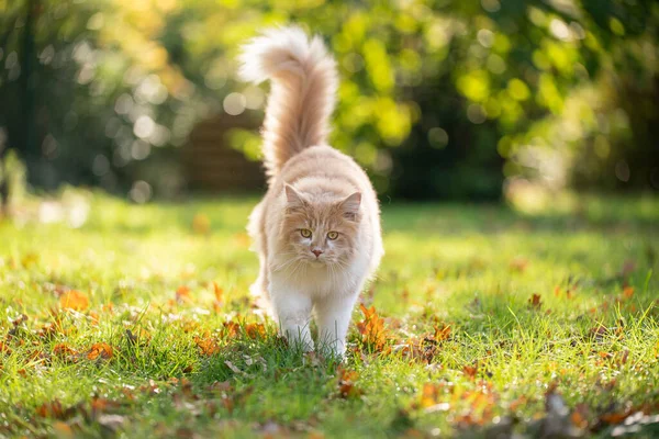 Gato esponjoso caminando en jardín soleado en otoño — Foto de Stock