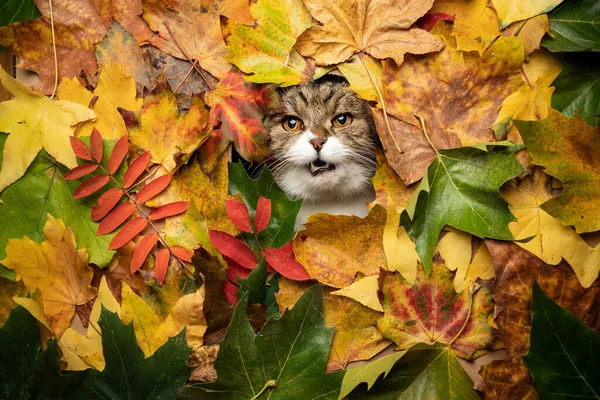 Кошка смотрит сквозь дыру в цветных осенних листьях — стоковое фото
