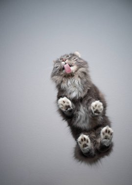 Yumuşak kedi cam sehpa yalama alt görünümü