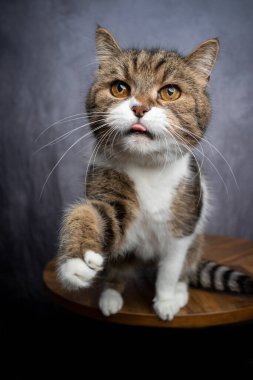 Aç kedi yemek için pençelerini kaldırıyor.