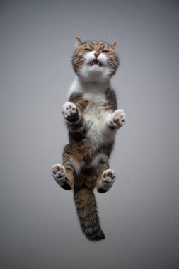 Alttaki cam masada duran kedi görünümü kopya alanı ile