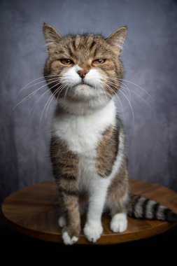 Komik kedi kameraya şüpheli bir şekilde bakıyor.