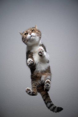 Alttaki cam masada duran kedi görünümü kopya alanı ile