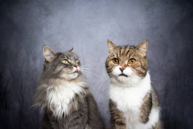 İki farklı cins kedi yan yana, stüdyo çekimi.