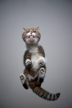 kedi şeffaf masanın üzerinde duruyor kopyalama alanı ile cam yalıyor