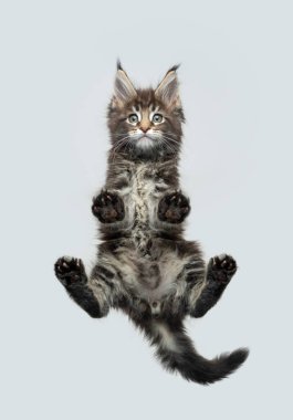 Deniz rakunu yavrusunun cam masada dikilip aşağıya baktığı komik bir manzara.