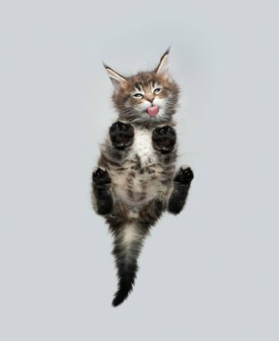 En alttaki, cam masada oturup yalayan sevimli rakun yavrusu manzarası.