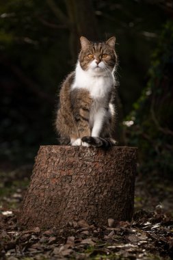 Ormanda ağaçta oturan bir kedi.