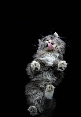 Siyah arkaplandaki tüylü Maine Rakun Kedisi 'nin alt görünümü