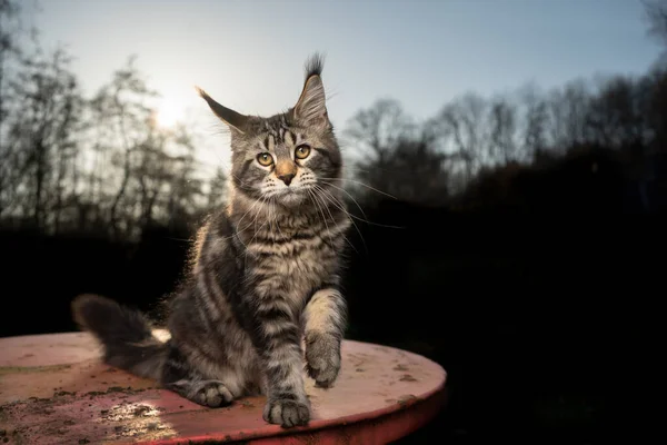 Cute maine coon cat portrait outdoors in sunlight with copy space — Stock Photo, Image