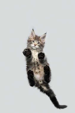 Cam masaya oturmuş kameraya bakan sevimli rakun yavrusunun alt görüntüsü