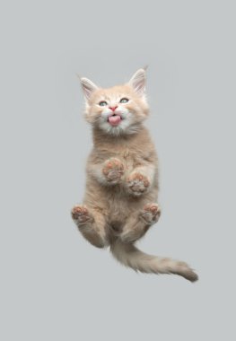 Zencefilli zencefilli rakun yavru kedinin cam yalama manzarası.