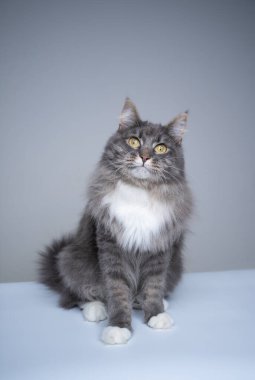 Gri beyaz maine rakun kedisi kameraya merakla bakıyor