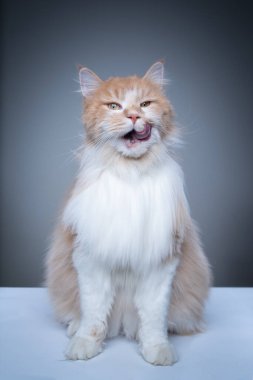 Aç, tüylü, uzun saçlı kedi dudaklarını yalıyor, komik surat yapıyor.