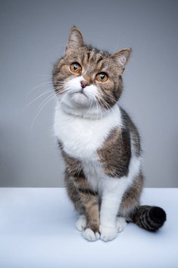 Şirin tekir beyaz İngiliz kısa kedi portresi