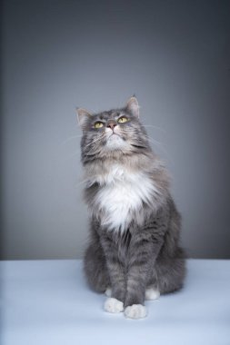 Meraklı gri maine rakun kedi fotokopi uzayına bakıyor