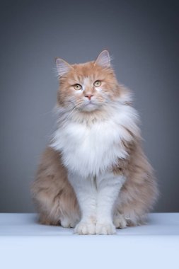 Yumuşak tüylü, şirin Maine Rakun Uzun Saçlı Kedi Stüdyosu Portresi