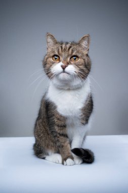 Tekir beyaz İngiliz Shortair Kedi Stüdyosu Portresi