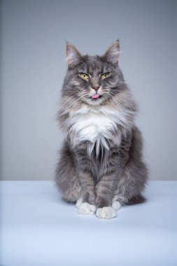 Gri maine rakunu komik surat stüdyo portresi yapıyor.