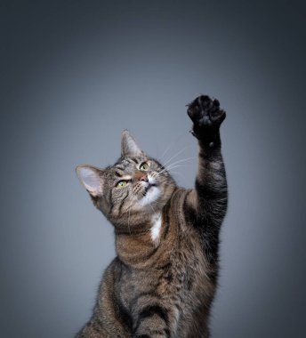 Fotokopi alanı ile gri arkaplana uzanan kedi kaldırma oyunu