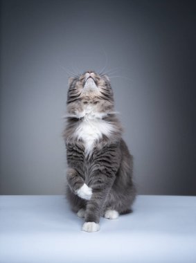 Meraklı gri maine rakun kedi fotokopi uzayına bakıyor