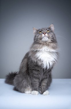 Merak uyandıran Maine Rakun Kedisi Kopya uzayına bakıyor