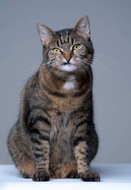 Tek dişli tekir kedi komik ve sevimli görünüyor.