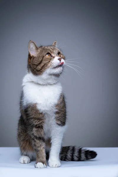 tabby white cat sitting looking up at copy space