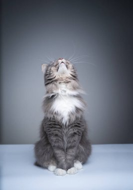 Meraklı gri maine rakun kedi fotokopi uzayına bakıyor