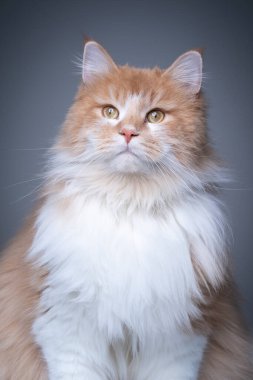 Tüylü kızıl beyaz Maine Rakun Kedi Stüdyosu portresi