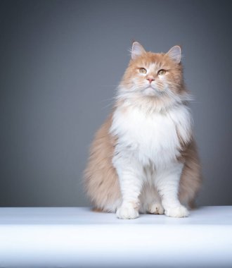 Tüylü kızıl beyaz Maine Rakun Kedi Stüdyosu portresi