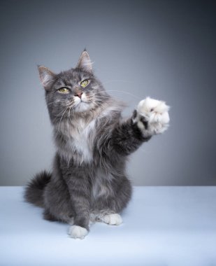 oyuncu Maine Rakun Kedi kameraya uzanan patisini kaldırıyor