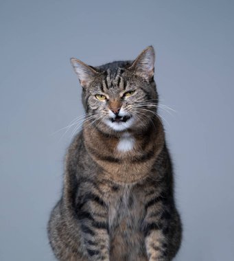 Tekir kedi kopyalama alanı ile komik surat yapıyor