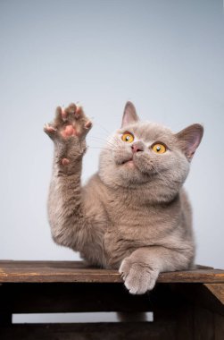 Leylak İngiliz kısa hava kedi yavrusu yükselen pençe oynuyor