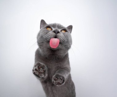 İngiliz kısa hava kedi yavrusu Kopya alanı ile cam yalıyor