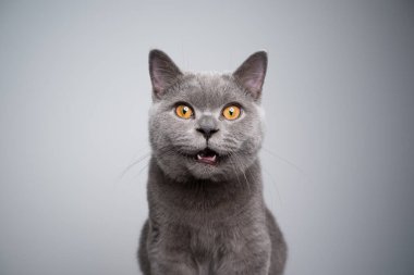 İngiliz kısa hava kedisi kameraya bakıyor şok olmuş ya da şaşırmış