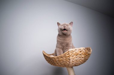 Kedi yavrusu tırmalayıp bebek gibi ağlıyor.