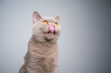 Aç İngiliz kısa hava kedisi yalayan dudaklar fotokopi uzayına bakıyor.