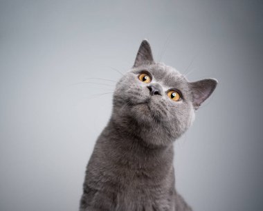 Kopya alanı olan şirin İngiliz kısa hava kedi portresi