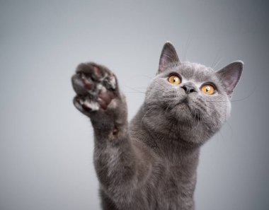 Meraklı İngiliz kısa hava kedisi Pençe kaldırıyor İkramlara uzanan