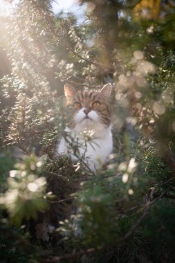 Yeşil biberiye çalılarının arasında oturan tekir beyaz kedi.